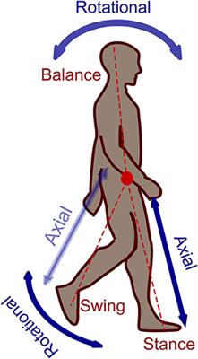 Leg Force Control Through Biarticular Muscles for Human Walking Assistance